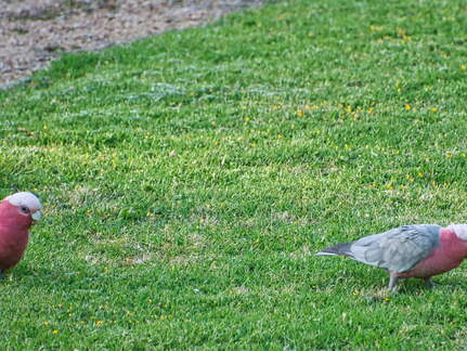 Australien 20140104 0589