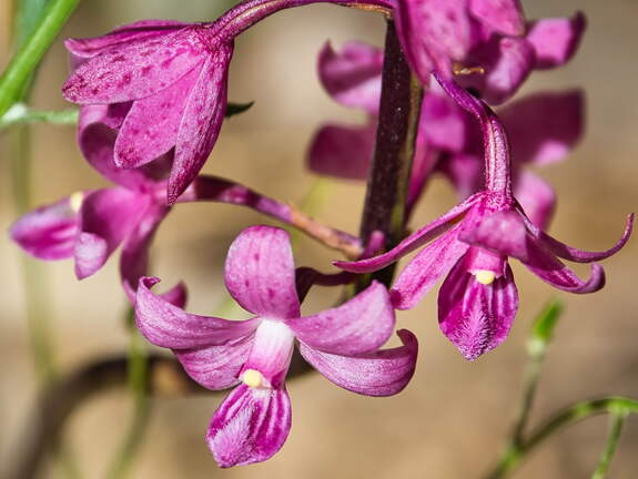 Australien 20140105 0593