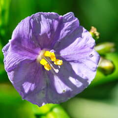 Australien 20140105 0601