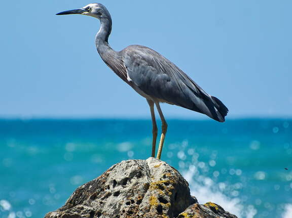 Australien 20140105 0611