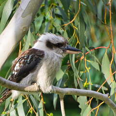 Australien 20140105 0624