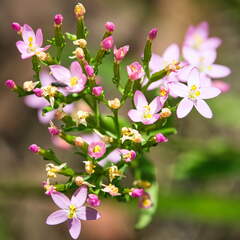 Australien 20140106 0655