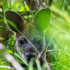 Australien 20140106 0660