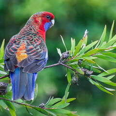 Australien 20140106 0668