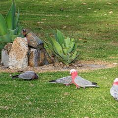 Australien 20140106 0671