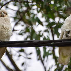 Australien 20140107 0675