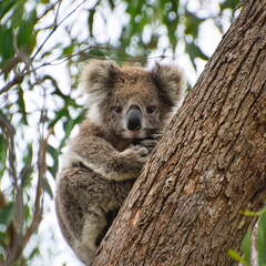 Australien 20140107 0680