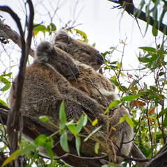 Australien 20140107 0691