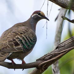 Australien 20140107 0692