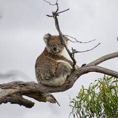 Australien 20140107 0694