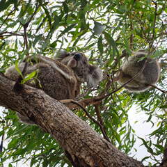 Australien 20140107 0700