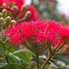 Australien 20140107 0707