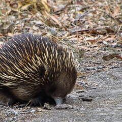 Australien 20140107 0709