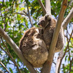 Australien 20140107 0717