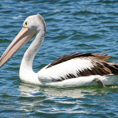 Australien 20140107 0727