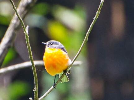 Australien 20140108 0763