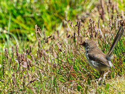 Australien 20140108 0765