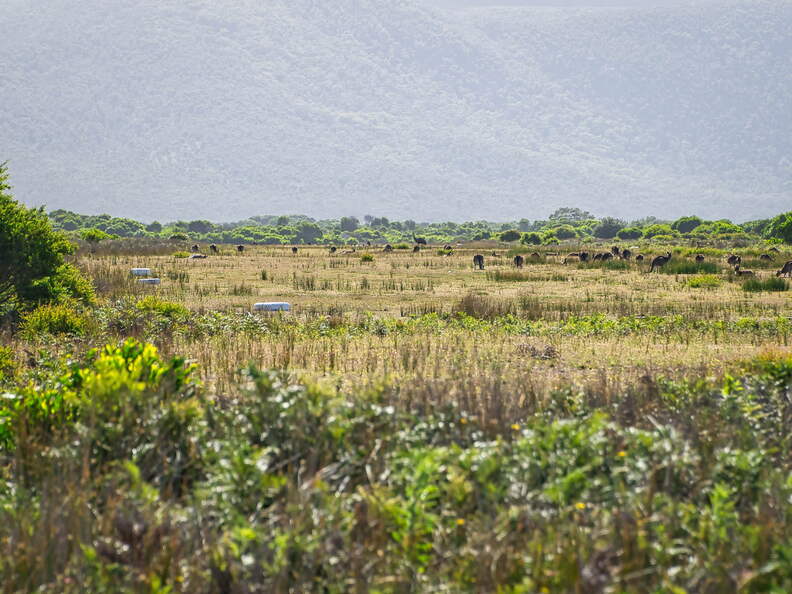 Australien 20140108 0786