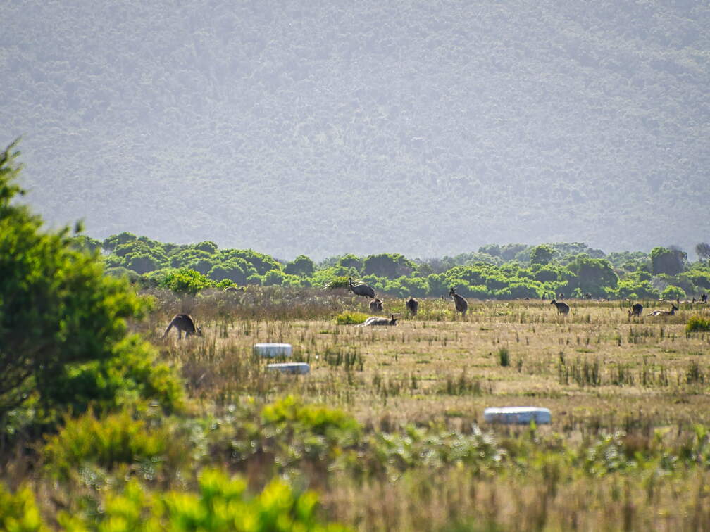 Australien 20140108 0787