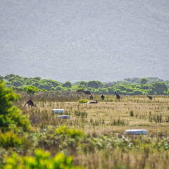 Australien 20140108 0787