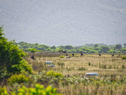 Australien 20140108 0787