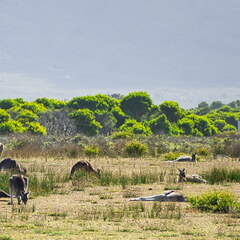 Australien 20140108 0788