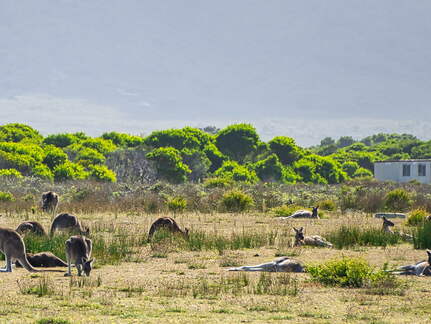 Australien 20140108 0788