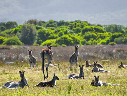 Australien 20140108 0792