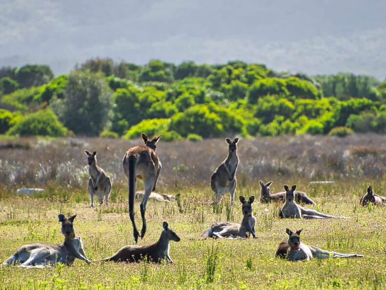 Australien 20140108 0792