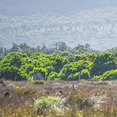 Australien 20140108 0794