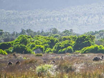 Australien 20140108 0794