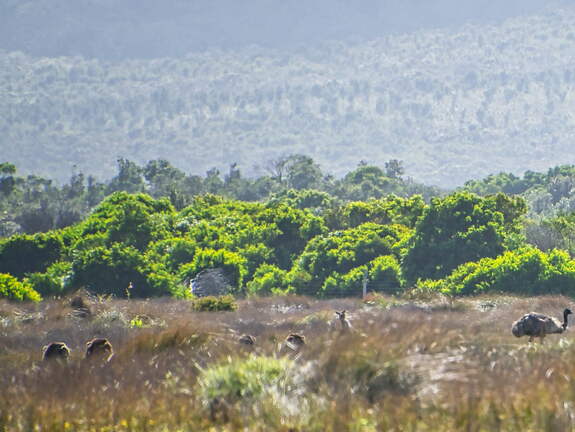 Australien 20140108 0794