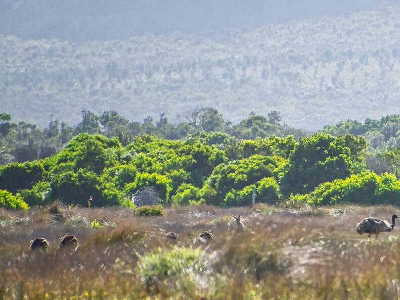 Australien 20140108 0794