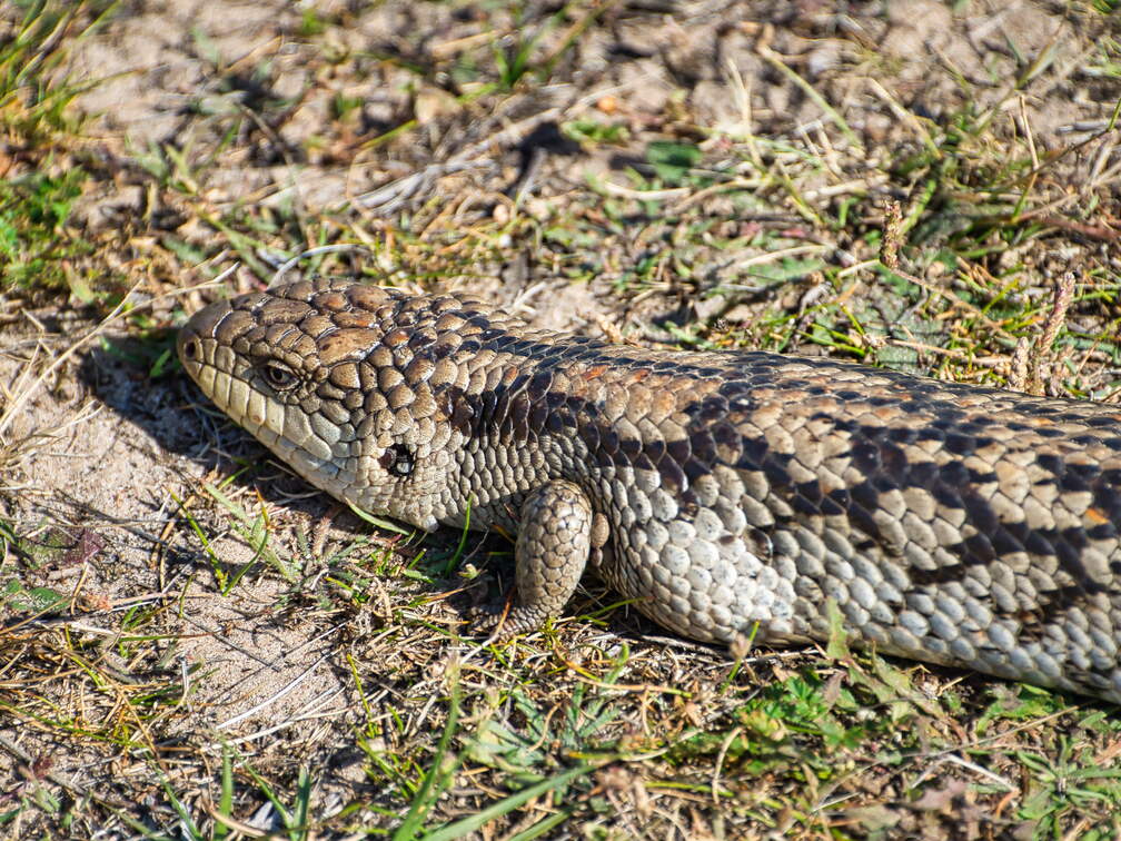 Australien 20140108 0796