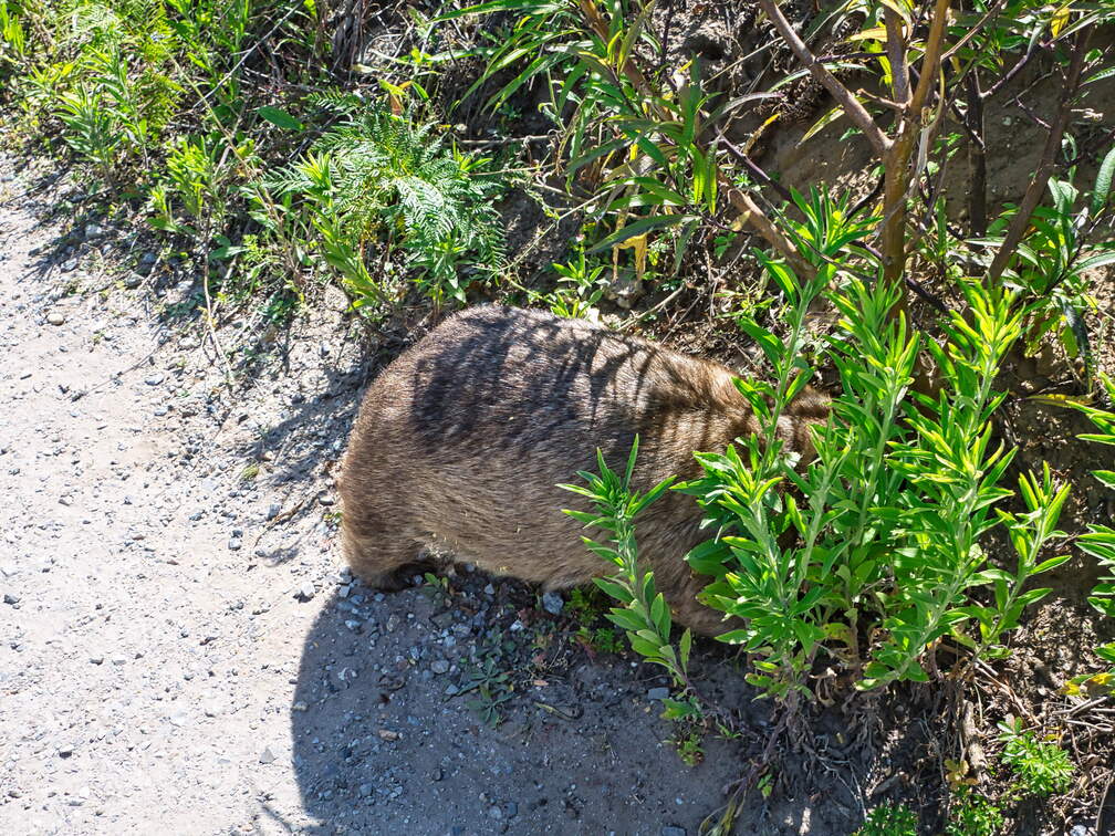 Australien 20140109 0810