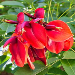 Australien 20140113 0857