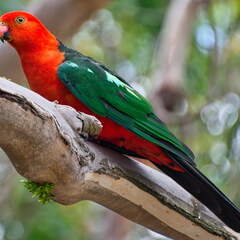 Australien 20140115 0902