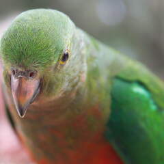 Australien 20140115 0908