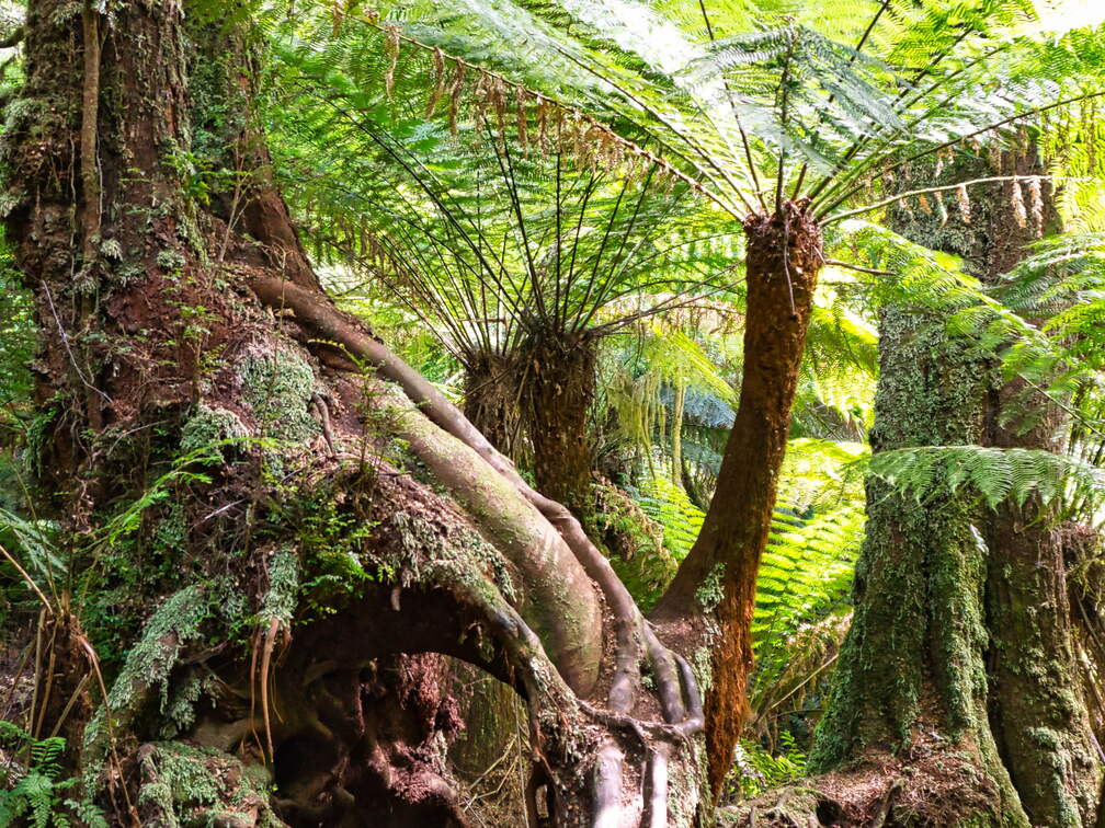 Australien 20140115 0912