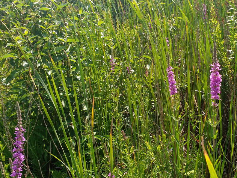 IMG 20180712 104644905