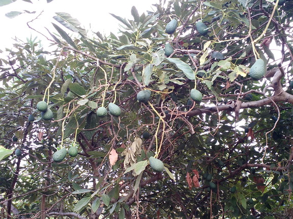 IMG 20171020 183101932